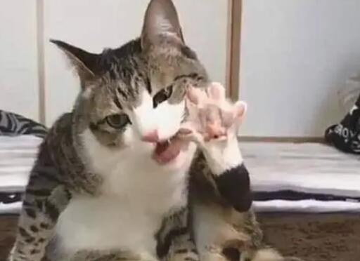 为什么不要白爪子的猫咪呢