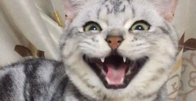 猫咪发出笑声是为什么原因 猫咪发出笑声是为什么原因
