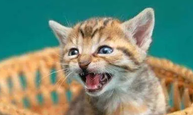 猫咪为什么开心的时候叫个不停