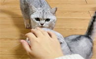 为什么猫喜欢伸手