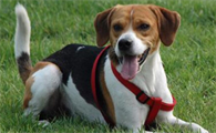 英国猎狐犬吃什么?宠主可以了解一下!