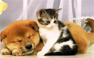 养一猫一狗有什么说法