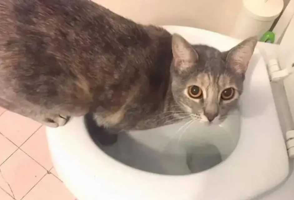 猫咪为什么钻马桶里面