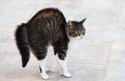 猫突然弓起身体是啥意思 猫突然弓起身体是啥意思