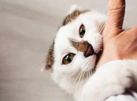猫吃饭的时候咬人为什么