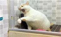 猫咪为什么喜欢去浴室门口