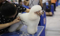 畜牧业协会宠物美容师报名
