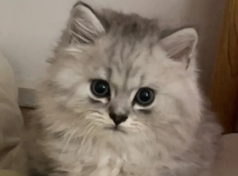 怎么判断是不是高地猫?饲主来看看吧 怎么判断是不是高地猫?饲主来看看吧