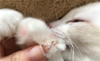 猫咪趾甲为什么特别脏