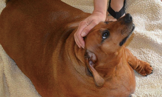 腊肠犬怕冷吗?看完本文,你就清楚了 腊肠犬怕冷吗?看完本文,你就清楚了