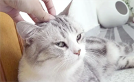 猫咪身上痒痒为什么不抓痒