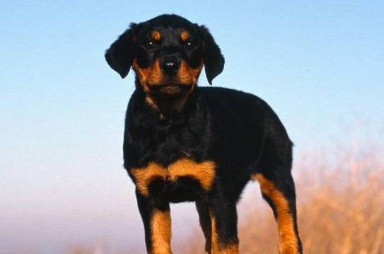 罗威纳犬患上精神疾病怎么办?来这里看看吧 罗威纳犬患上精神疾病怎么办?来这里看看吧