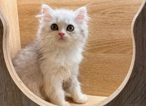 为什么高地猫比较便宜?来了解下吧 为什么高地猫比较便宜?来了解下吧