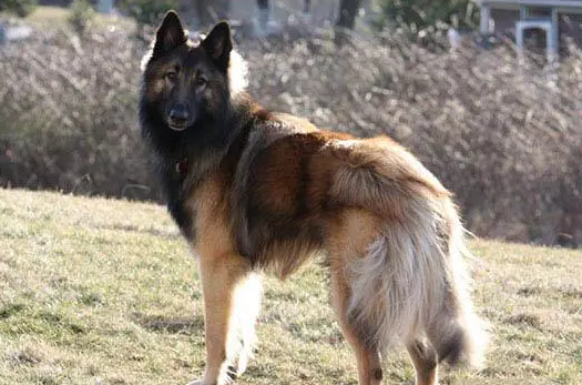 比利时特伏丹犬食物中毒怎么治疗?来看看吧 比利时特伏丹犬食物中毒怎么治疗?来看看吧