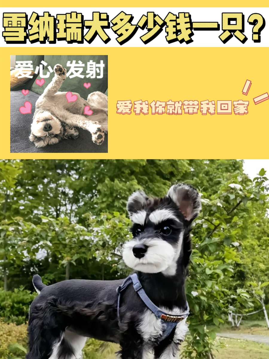 雪纳瑞犬多少钱一只？呆呆的Snoopy既视感