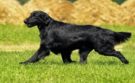 平毛寻回猎犬肠胃不好吃什么?我来教你呀~