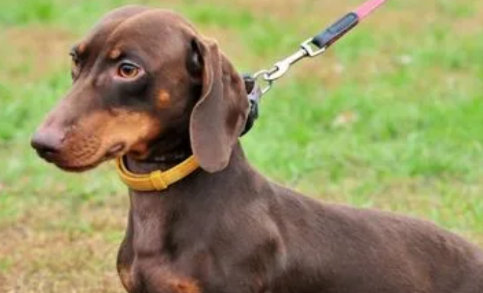 腊肠犬能吃什么东西?铲屎官来了解下吧 腊肠犬能吃什么东西?铲屎官来了解下吧