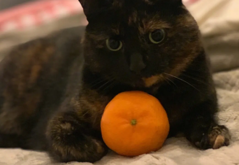 猫咪为什么对橘子反应大