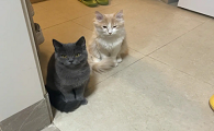 为什么猫咪老是守在门口呢