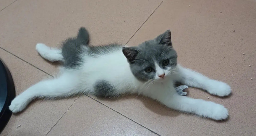猫咪趴着为什么手总垫着腿