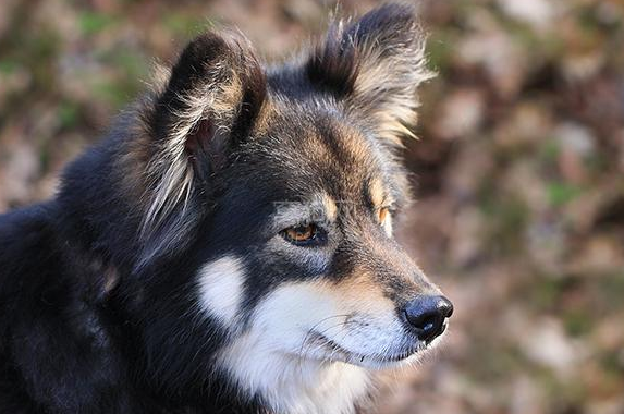 芬兰拉普猎犬好养吗?想养的铲屎官来看看~ 芬兰拉普猎犬好养吗?想养的铲屎官来看看~