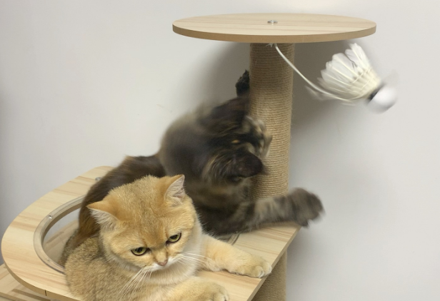 猫咪为什么喜欢玩羽毛球