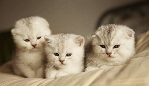 养小猫的好处有哪些