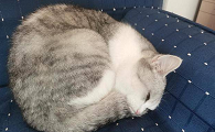 猫咪突然身体冰凉是为什么呢