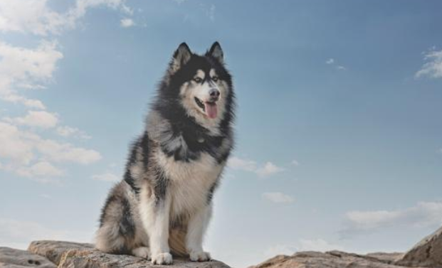 阿拉斯加犬最怕什么？今天带你们了解！