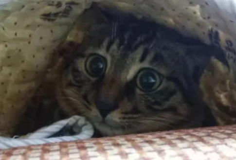 猫咪为什么爱钻垫子里
