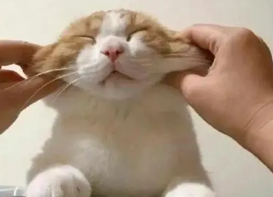 为什么不用猫咪做头像的原因 为什么不用猫咪做头像的原因