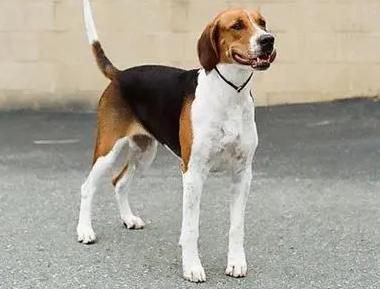 怎么训练英国猎狐犬小便?不知道的快看 怎么训练英国猎狐犬小便?不知道的快看