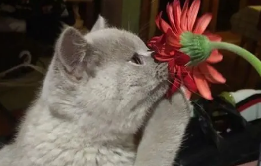 养猫咪可以养的花
