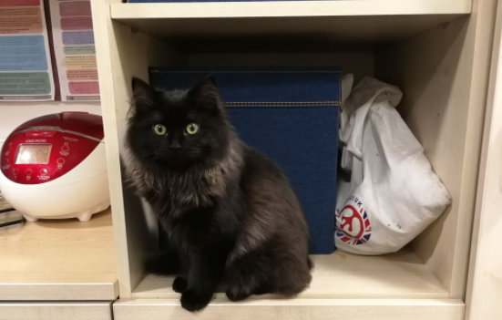 褴褛猫肠胃炎怎么办?原来是这样? 褴褛猫肠胃炎怎么办?原来是这样?