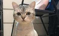 猫咪为什么怕剃毛机器