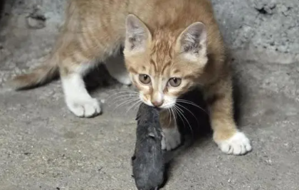 宠物猫吃老鼠对身体有害吗? 宠物猫吃老鼠对身体有害吗?