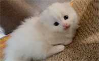 小奶猫多久可以吃猫粮?想养的人来看看吧