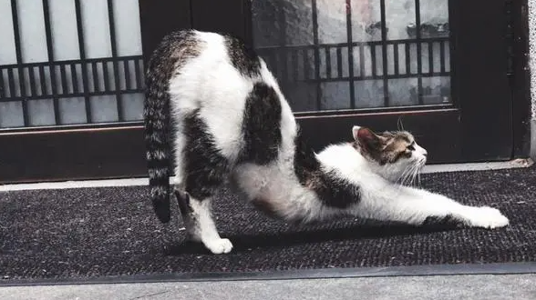 猫咪靠墙扭屁股是为什么呢