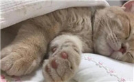 猫睡觉时体温降低