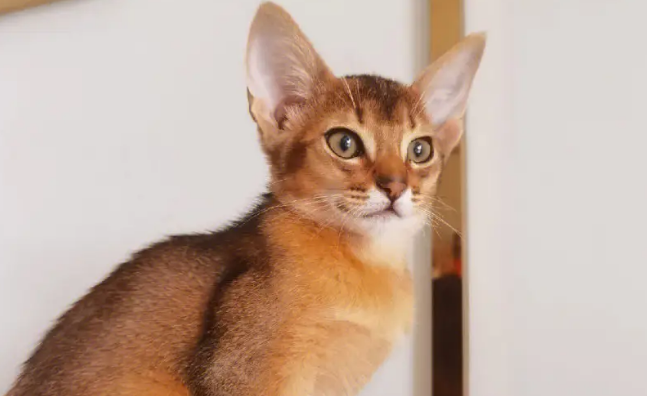 阿比西尼亚猫上厕所怎么训练?如何正确的训练? 阿比西尼亚猫上厕所怎么训练?如何正确的训练?