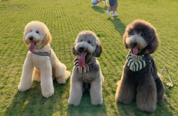 巨型贵宾犬怎么洗澡?具体操作看这里! 巨型贵宾犬怎么洗澡?具体操作看这里!