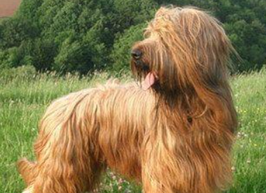 养宠小知识:布雷猎犬眼睛护理方法 养宠小知识:布雷猎犬眼睛护理方法