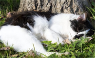 猫咪死了为什么要深埋起来