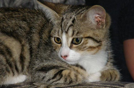狸花猫为什么不吃猫粮?这里有答案~ 狸花猫为什么不吃猫粮?这里有答案~
