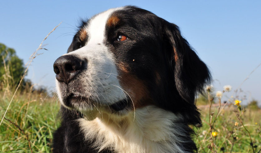 伯恩山犬缺点有哪些？一起来了解一下