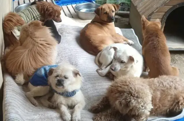 在哪可以领养宠物
