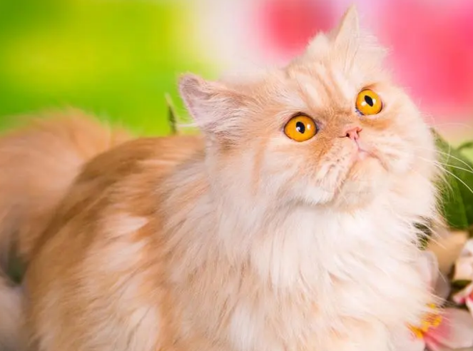 波斯猫发情什么状况？来了解下吧