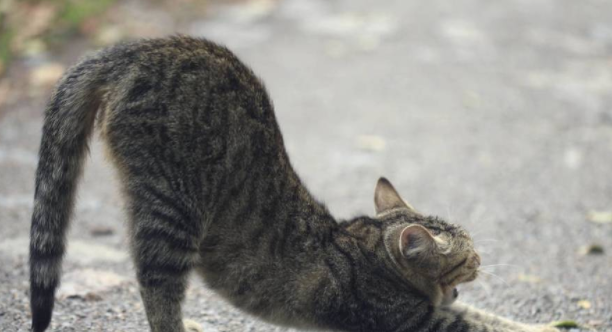 如果流浪猫会武功,狸花猫最厉害,橘猫大招笑死人 如果流浪猫会武功,狸花猫最厉害,橘猫大招笑死人