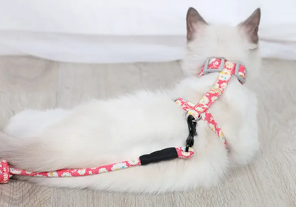 猫丢了打什么电话 猫丢了打什么电话