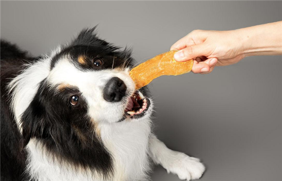 进口宠物食品代理怎么做的